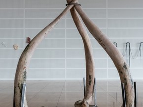 mostra Claudia Losi. Ossi - Claudia Losi