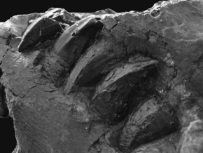 mostra Il Mosasaurus di Novafeltria al Museo Geologico Giovanni Capellini di Bologna