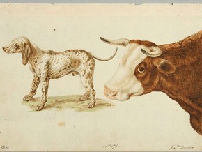 mostra Sinibaldo Scorza (1589 - 1631). Avezzo a maneggiare la penna disegnando - Sinibaldo Scorza
