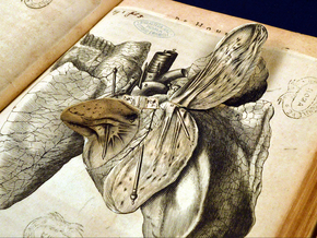 Arti e scienze nei libri interattivi delle collezioni Sapienza