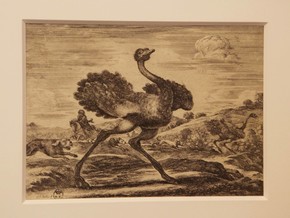 mostra Animali dalla A alla Z. Una mostra dedicata ai bambini