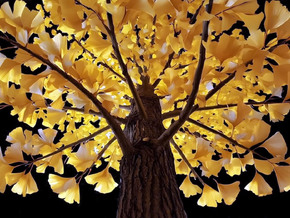 Debora Hirsch. Vanishing Trees