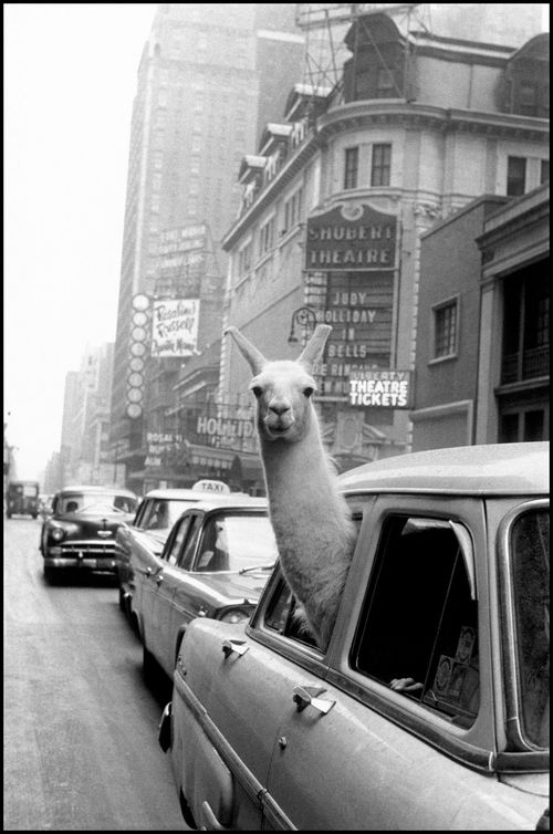 <span>Inge Morath, Un lama a Times Square, New York, 1957</span>