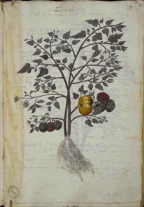 Pietro Antonio Michiel, <em>Libro Rosso I, nn. 46 [pomodoro]</em>