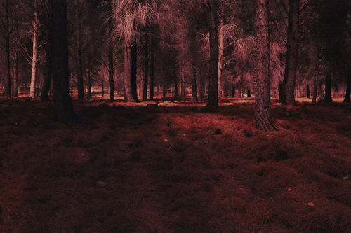 Rafael Yossef Herman, Artificialis revera, 180x270 cm.