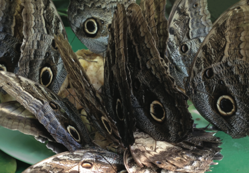 Claudia Losi, Asking Shelter
