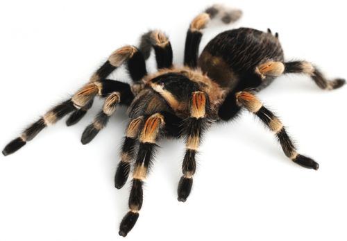 Brachypelma smithi, t<span>arantola messicana dalle ginocchia rosse</span>