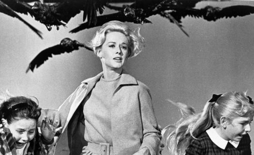 Dal film "Uccelli" di Alfred Hitchcock 