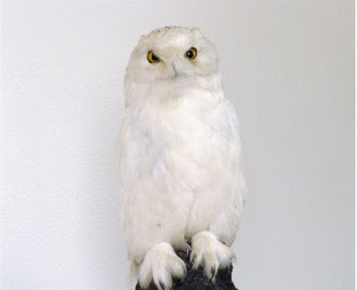 Roni Horn, dead Howl, 1997. Collezione Righi-Paini, Bologna e Raffaella Cortese, Milano