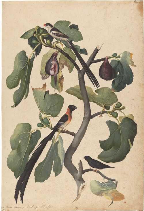 Jacopo Ligozzi, Tavole naturalistiche &ndash; Gli Uccelli - Ficus Carica (Ficus carica L.) con Vedova Domenicana (Vidua Macroura), Vedova Paradisea (Steganura paradisea) e Vedova Combass&ugrave; (Hypochera Chalybeata) 1577-1587 ca. Pietra nera naturale, pigmenti policromi di natura organica e inorganica, su carta con imprimitura a bianco di piombo. Firenze, Gabinetto Disegni e Stampe degli Uffizi