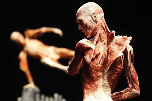 Body Worlds 