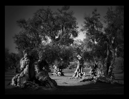 Francesco Bosso, Millenial Valley, 2021. Puglia, Italy