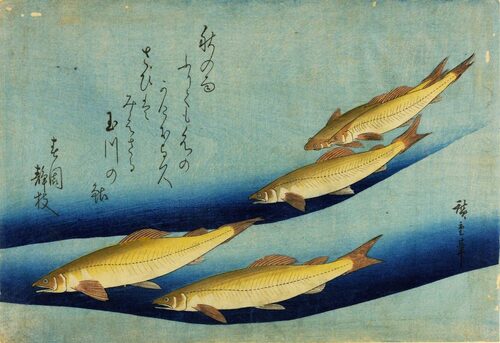 Utagawa Hiroshige, Pesci ayu, periodo Edo, silografia policroma. Courtesy Museo d’Arte Orientale E. Chiossone di Genova, Comune di Genova