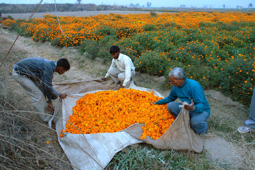 Ravi Agarwal, Have you seen the flowers on the river?, stampe fotografiche, 2007