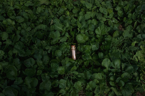 Francesco Paolo Catalano, Isola, 2015