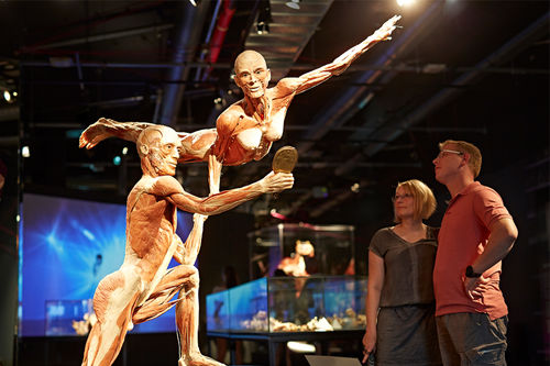 BODY WORLDS - Il Ritmo della Vita, Galleria dei Mosaici - Stazione di Milano Centrale