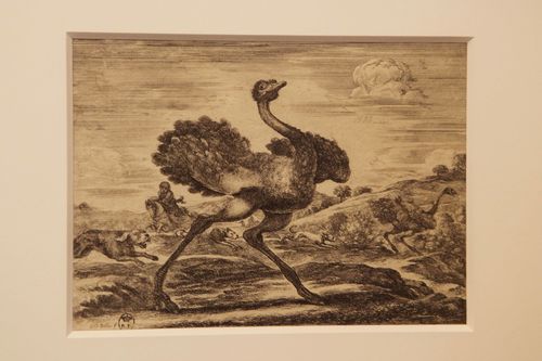 Animali dalla A alla Z. Una mostra dedicata ai bambini, Galleria Sabauda, Torino