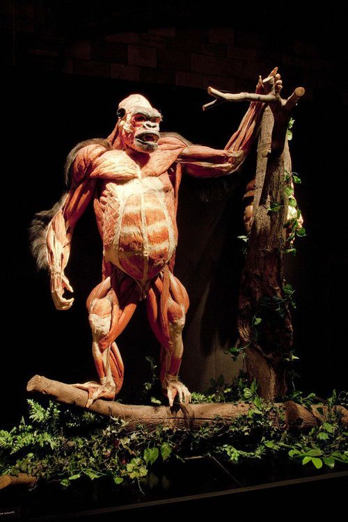 Gunther von Hagens. Body Worlds, ex GAM, Bologna