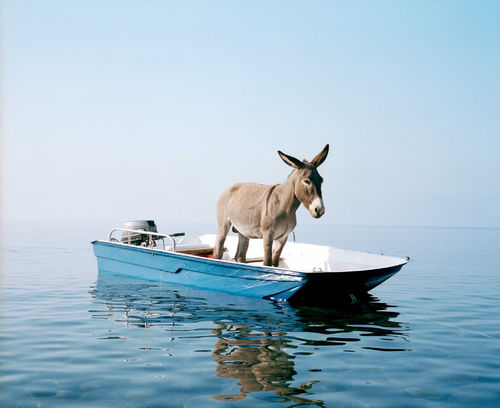 Paola Pivi, <em>Senza titolo (asino)</em>, 2003. Stampa fotografica incorniciata, 180x224 cm. Fotografia di Hugo Glendinning. Courtesy Massimo De Carlo e Collezione Giuseppe Iannaccone