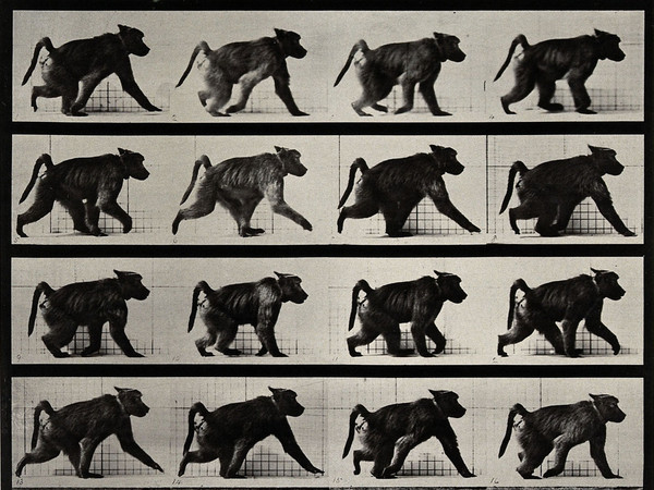 Eadweard Muybridge, A monkey walking, 1887, 31 x 24 cm, Wellcome Library di Londra | © Wellcome Images