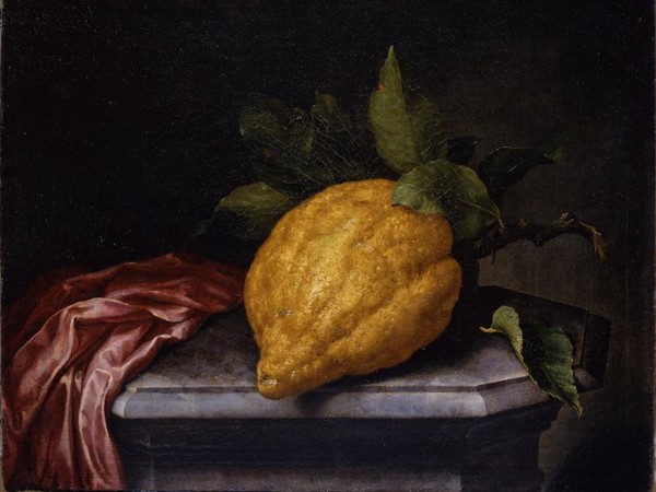 Bartolomeo Bimbi, Cedrato gigante su una base di marmo, ante 1713, Olio sul tela | Courtesy Museo di Storia Naturale dell’Università degli studi di Firenze, Museo della natura morta nella Villa Medicea di Poggio a Caiano, 