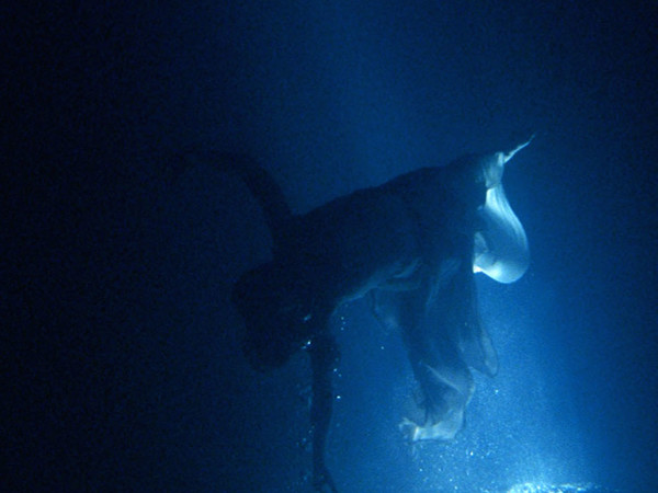 Bill Viola Isolde’s Ascension (The Shape of Light in the Space after Death) L’ascensione di Isotta – La forma della luce nello spazio dopo la morte), 2005 Bill Viola Isolde’s Ascension (The Shape of Light in the Space after Death) L’ascensione di Isotta – La forma della luce nello spazio dopo la morte), 2005