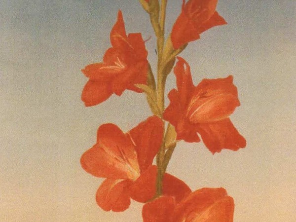 Romano Gazzera, Gladiolo rosso, 1968. Olio su tela, cm 50x90h. RAI, Torino