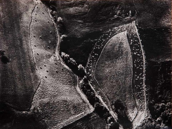 Mario Giacomelli, Le foglie, 390x285 mm | Courtesy of Studio Guastalla Arte Moderna e Contemporanea / The Lone T art space | Foto: Cristian Castelnuovo