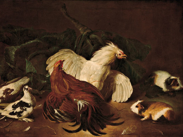 Giovanni Agostino Cassana (Venezia 1658 circa - Genova 1720), Zuffa tra galli, 1700-1710 circa, olio su tela.