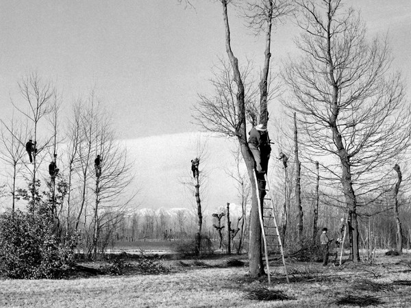 Elio Ciol, Foto dal set del film Gli ultimi | Checo partecipa alla potatura degli alberi, Friuli, 1962 | © Elio Ciol