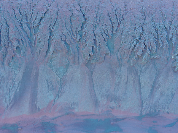 Barbara Dall'Angelo, La forêt enchantée | 