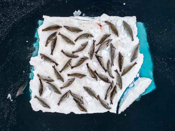 Cristobal Serrano, Bed of Seals, Wildlife Photographer of the Year, Spain Winner 2018, Animals in their environment