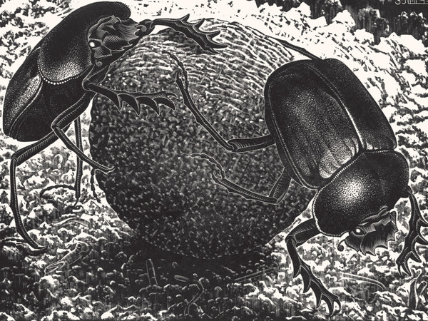 Maurits Cornelis Escher, Scarabei