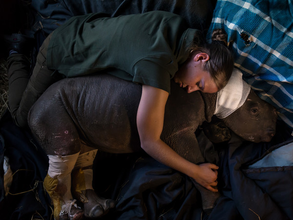 Nature - First Prize, Stories © Brent Stirton, Getty Images Reportage for National Geographic, Rhino Wars, Dorota Ladosz conforta un cucciolo di rinoceronte dopo un intervento chirurgico, al centro natura gestito da Care for Wild Africa, in Mbombela, Sudafrica. Gli animali rimasti orfani furono attaccati dalle iene dopo l'uccisione della madre da parte dei bracconieri.