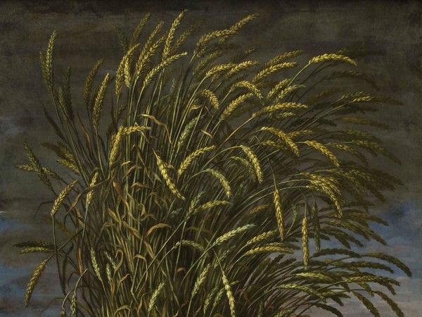 Bartolomeo Bimbi, Cespuglio di spighe di grano di Francesco Magnelli, 1713, Olio sul tela | Courtesy Museo di Storia Naturale dell’Università degli studi di Firenze, Museo della natura morta nella Villa Medicea di Poggio a Caiano, 