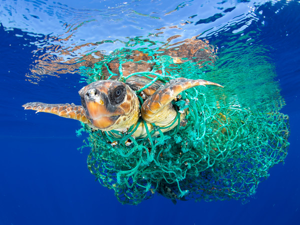 Nature - First Prize, Singles © Francis Pérez, Caretta Caretta Trapped, Una tartaruga marina caretta caretta nuota impigliata in una rete da pesca abbandonata di fronte alla costa di Tenerife, Isole Canarie