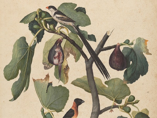 Jacopo Ligozzi, Tavole naturalistiche – Gli Uccelli - Ficus Carica (Ficus carica L.) con Vedova Domenicana (Vidua Macroura), Vedova Paradisea (Steganura paradisea) e Vedova Combassù (Hypochera Chalybeata) 1577-1587 ca. Pietra nera naturale, pigmenti policromi di natura organica e inorganica, su carta con imprimitura a bianco di piombo. Firenze, Gabinetto Disegni e Stampe degli Uffizi
