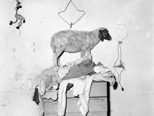 Roger Ballen, Sheep on cupboard, 2003 Roger Ballen, Sheep on cupboard, 2003