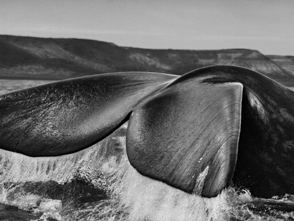 Sebastião Salgado, Penisola di Valdés, Argentina, 2004 | © Sebastião Salgado/Amazonas Images/Contrasto