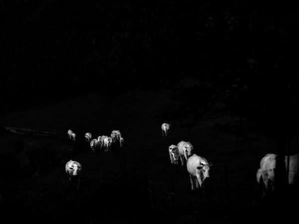 Ilaria Ferretti, Bestiario. Manuale di cucina, Mucche/Cows | © MUST GALLERY, Lugano 