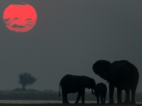 Mario Deambrogio, 2015 Botswana -Tramonto sul Chobe River | 