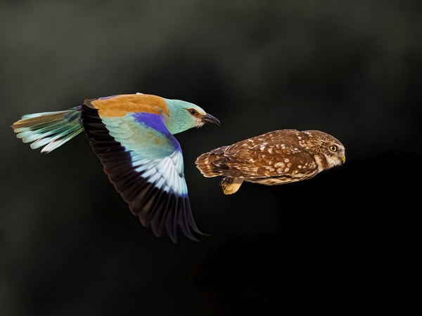 © Bence Máté, Wildlife Photographer of the Year 