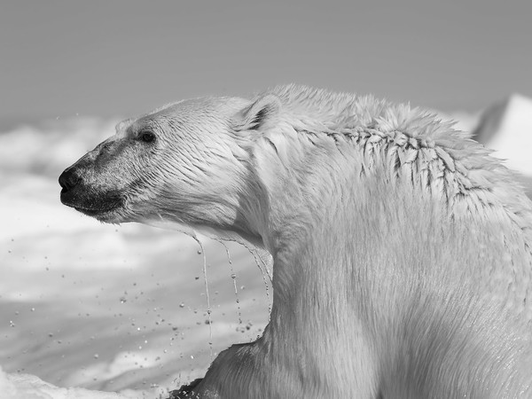 Carsten Egevang, West Greenland Thule 7, 2013 | Courtesy of Casa dei Tre Oci © Carsten Egevang