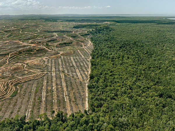 Edward Burtynsky, Clearcut #1, Palm Oil Plantation, Borneo, Malaysia, 2016 | Foto © Edward Burtynsky | Courtesy of © Admira Photography, Milan / Nicholas Metivier Gallery, Toronto