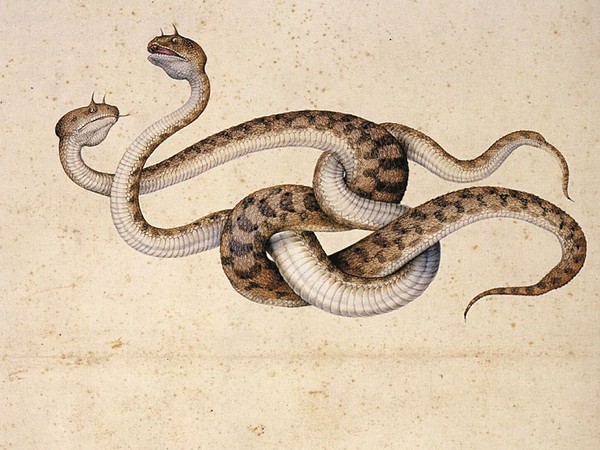 Jacopo Ligozzi, Tavole naturalistiche - I Mammiferi e i Rettili - Vipere africane (Cerastes cornutus coluber) 1577 ca. Pietra nera naturale, pigmenti policromi di natura organica e inorganica, su carta con imprimitura a bianco di piombo. Firenze, Gabinetto Disegni e Stampe degli Uffizi