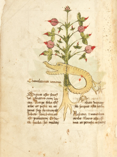 Erbario di Trento, fine XV sec, Castello del Buonconsiglio