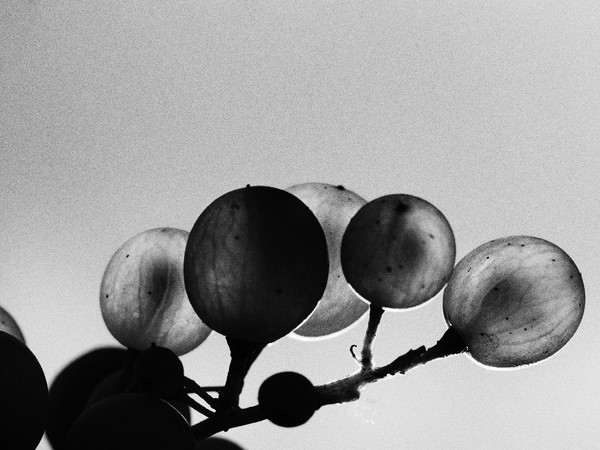 © Lorenzo Cicconi Massi / Le Colture