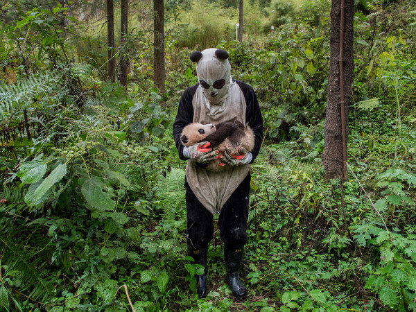 Nature - © Ami Vitale, National Geographic, Wolong’s Hetaoping Center, Riserva Naturale Nazionale di Wolong, Cina<br />