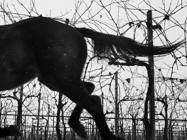 © Lorenzo Cicconi Massi / Le Colture