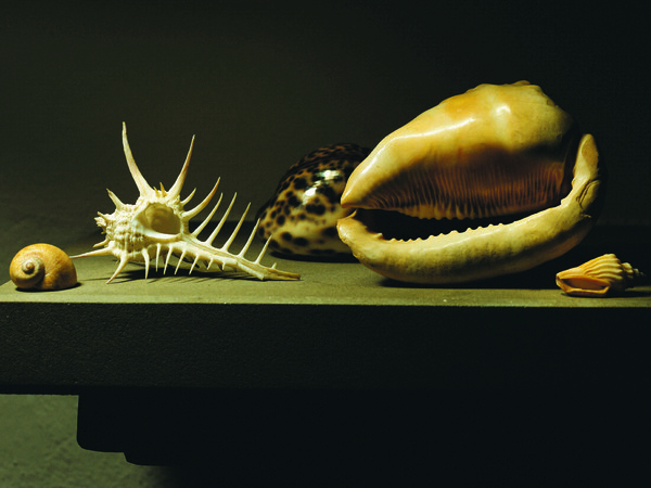 Mauro Davoli, <em>Conchiglie</em>, 2001, 120 x 80 cm | © Mauro Davoli<br />